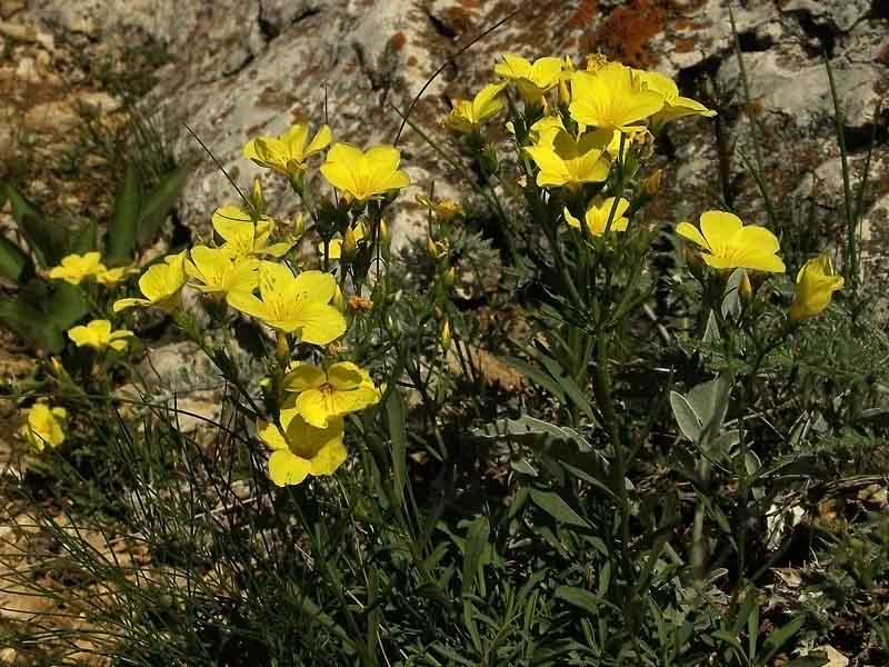 Изображение особи Linum uralense.