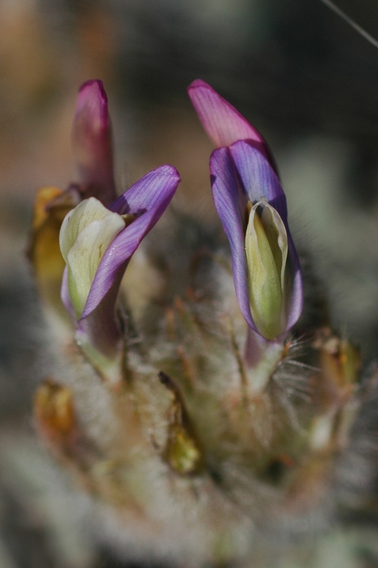 Изображение особи Astragalus chaetodon.