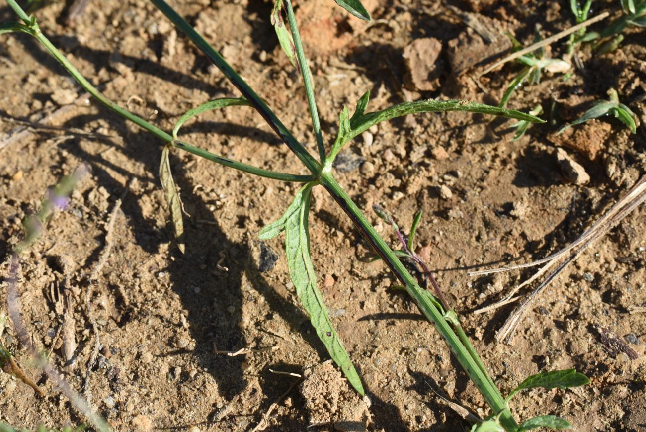 Изображение особи Verbena officinalis.