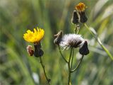 Sonchus humilis