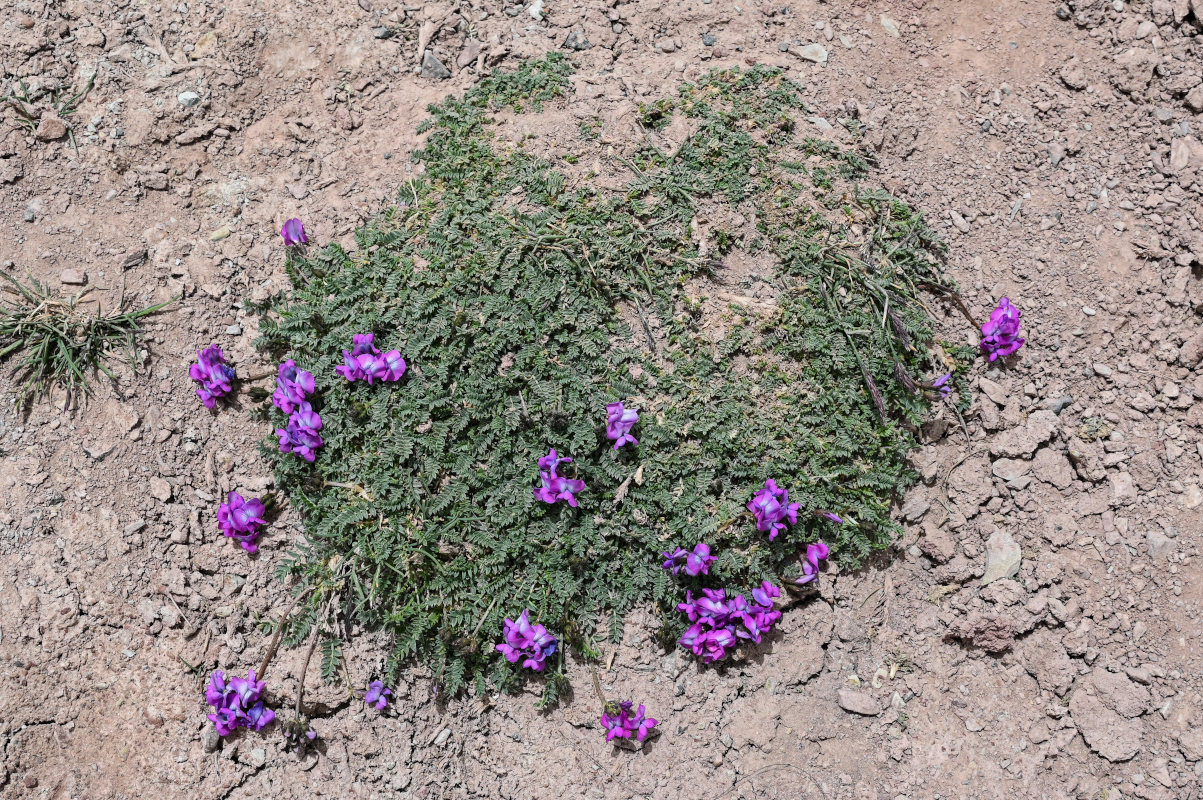 Image of Oxytropis lapponica specimen.