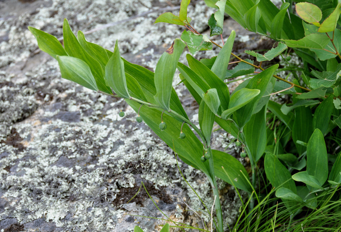 Изображение особи Polygonatum odoratum.