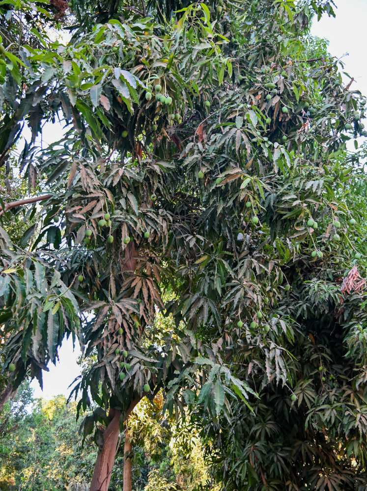 Image of Mangifera indica  specimen.