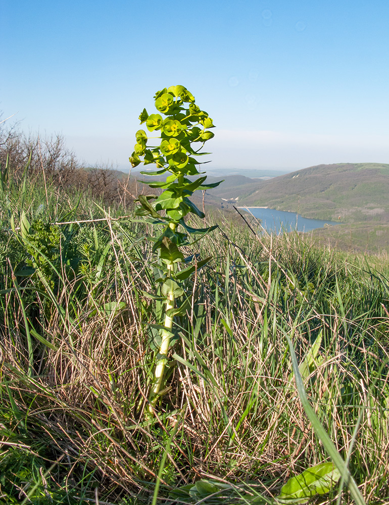 Image of Euphorbia condylocarpa specimen.