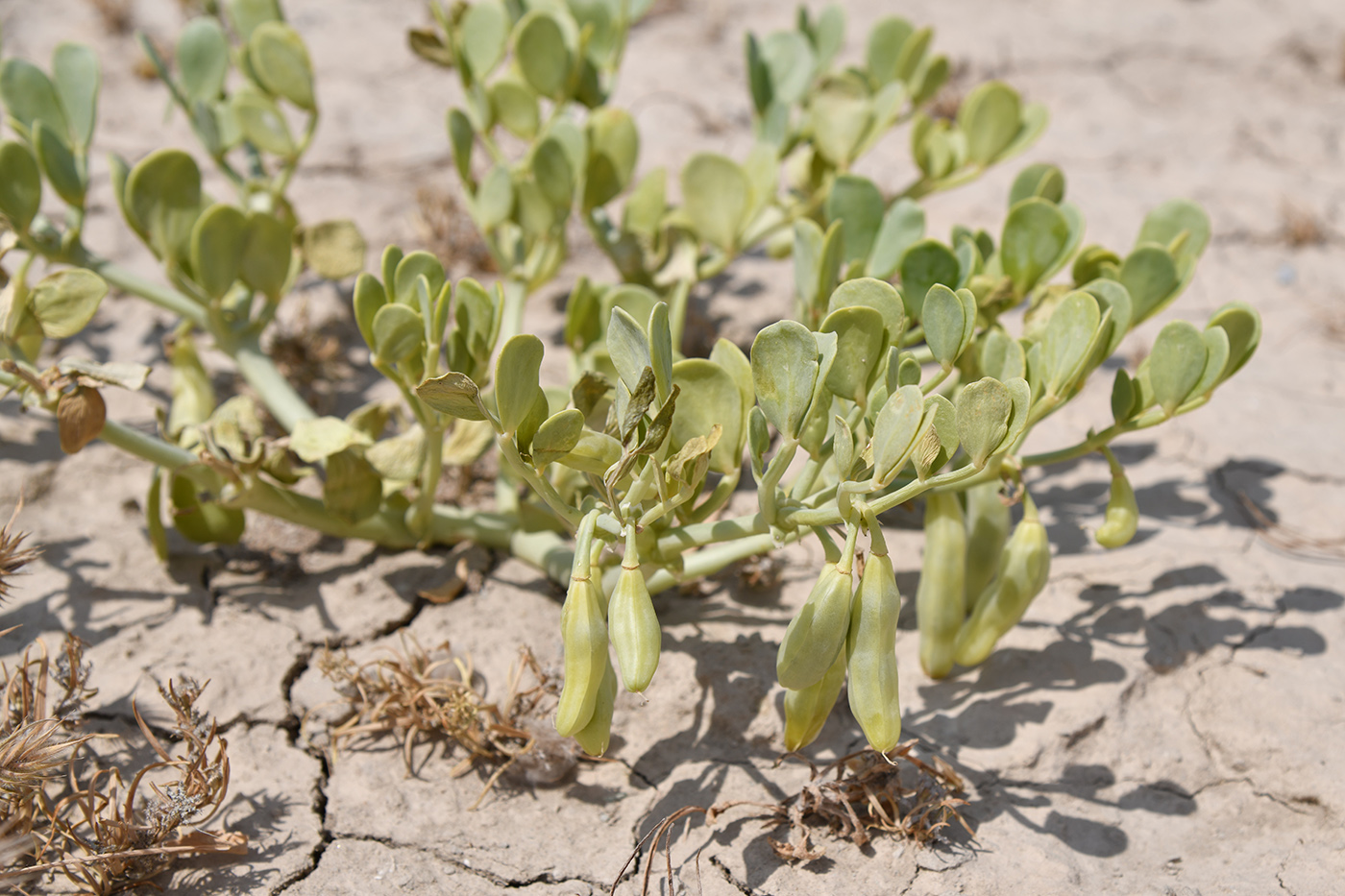 Image of Zygophyllum miniatum specimen.