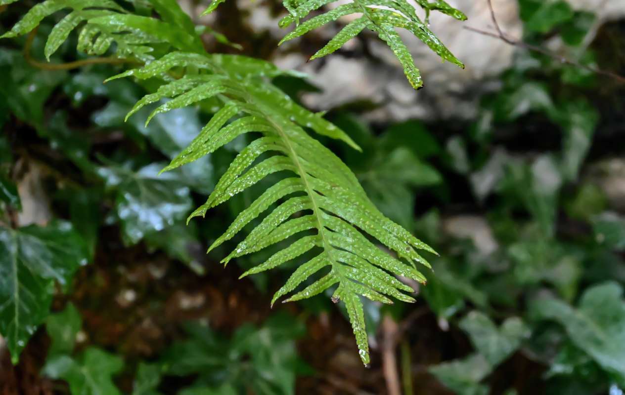 Изображение особи Polypodium cambricum.