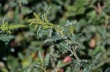 Atriplex tatarica