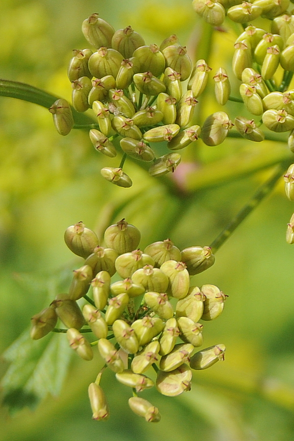 Image of Pastinaca sativa specimen.