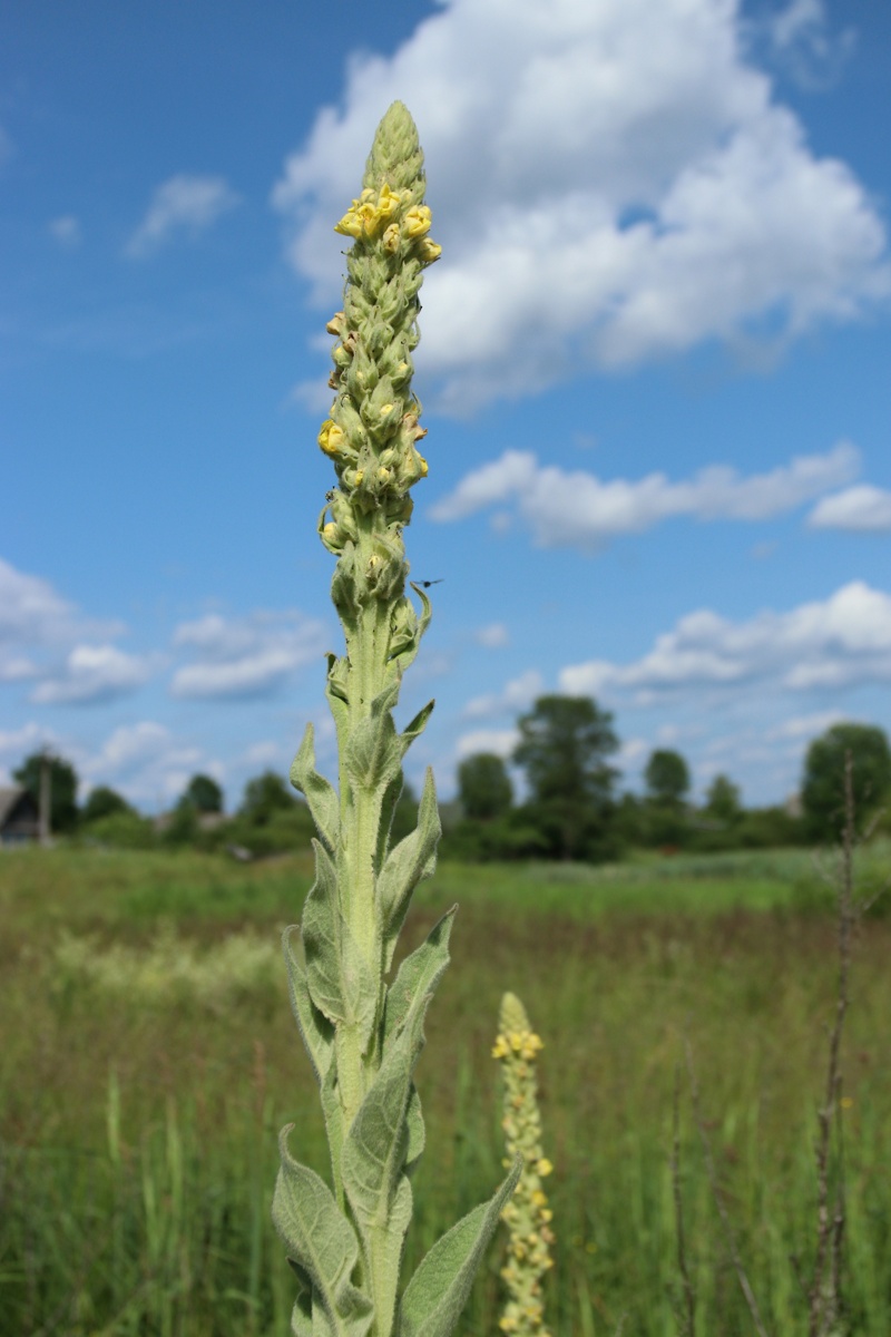 Изображение особи Verbascum thapsus.