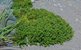 Honckenya peploides subspecies major. Вегетирующие растения (слева видны листья Leymus mollis). Сахалин, гор. округ Долинский, мыс Острый, каменисто-песчаный пляж. 13.08.2023.