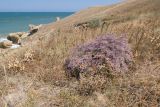 Limonium scoparium. Цветущее растение. Крым, Керченский п-ов, Приазовье, Генеральские пляжи, петрофитная степь на приморском склоне. 18.08.2018.