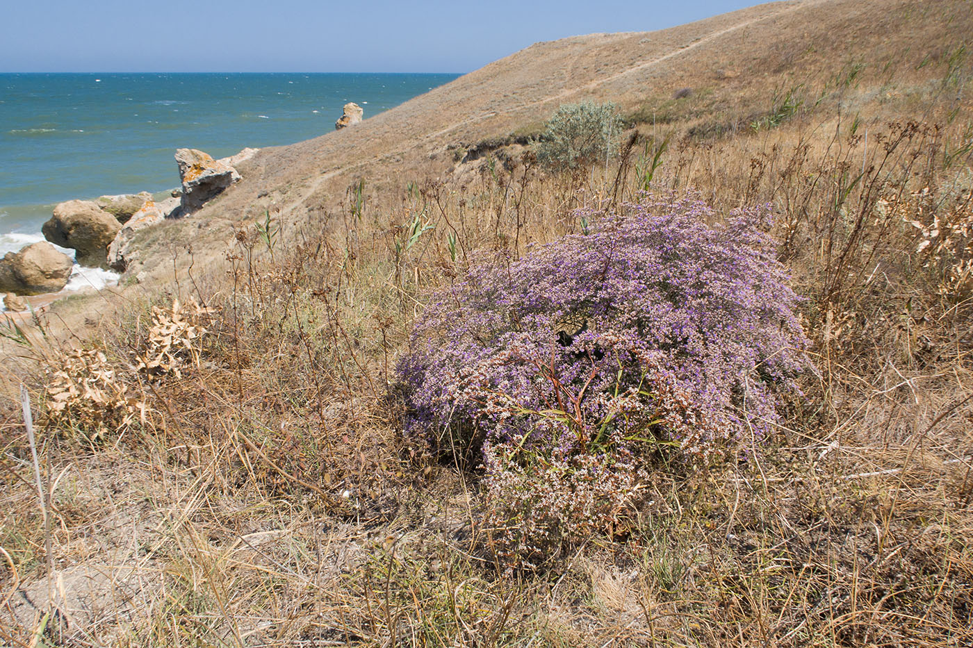 Изображение особи Limonium scoparium.