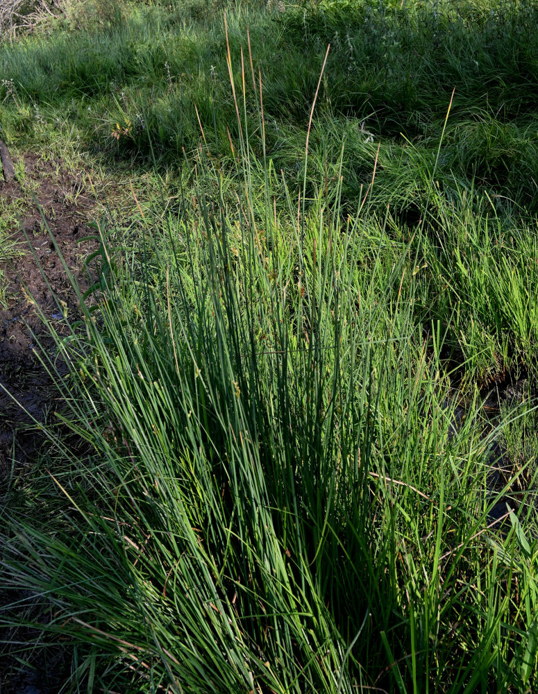 Изображение особи род Juncus.