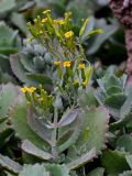 genus Kalanchoe. Верхушка побега с соцветием. Марокко, обл. Марракеш - Сафи, г. Марракеш, в культуре. 31.12.2022.