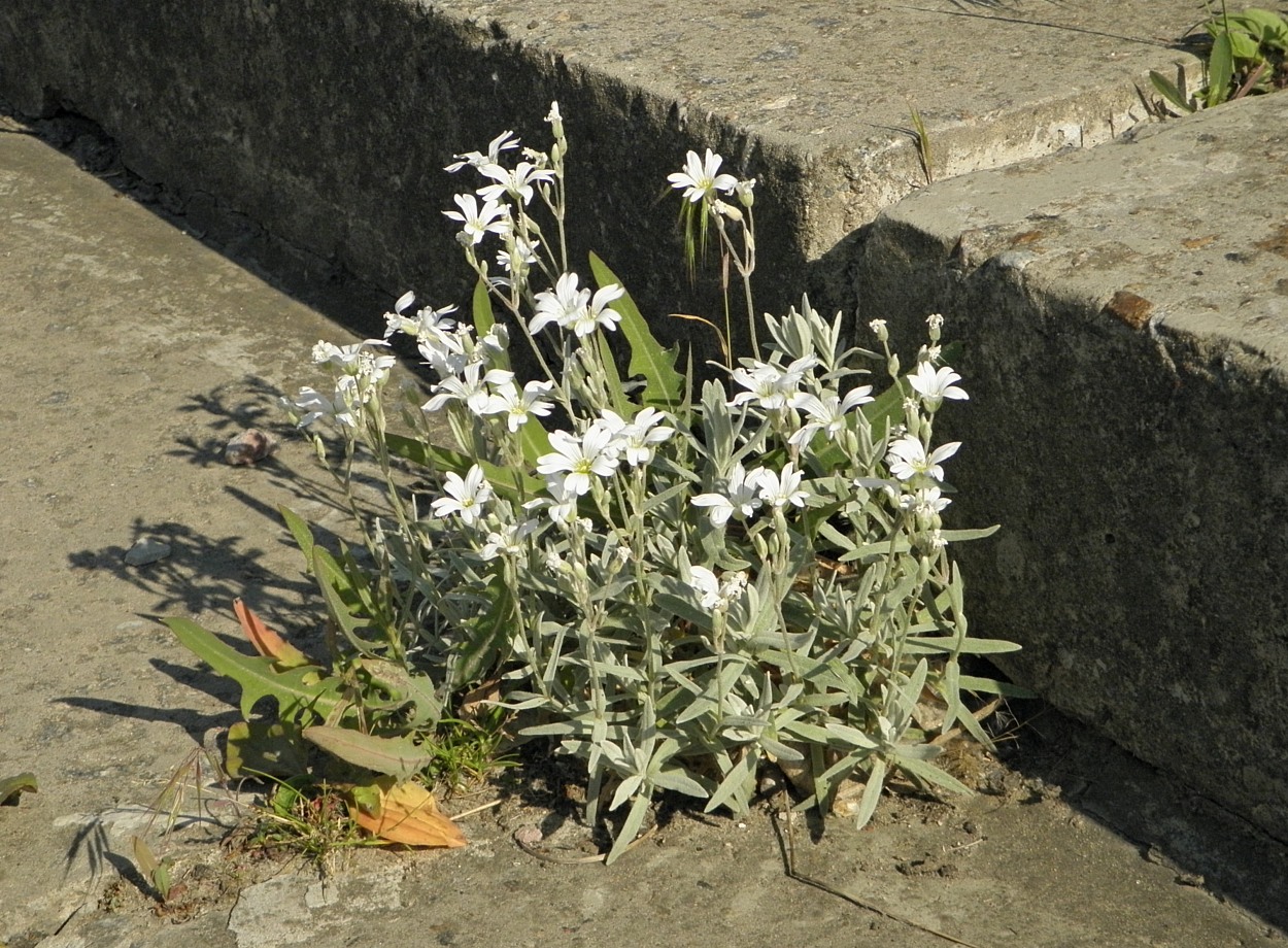 Image of Cerastium tomentosum specimen.