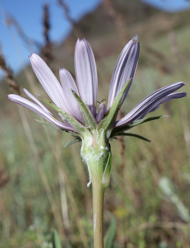 Image of Tragopogon ruber specimen.