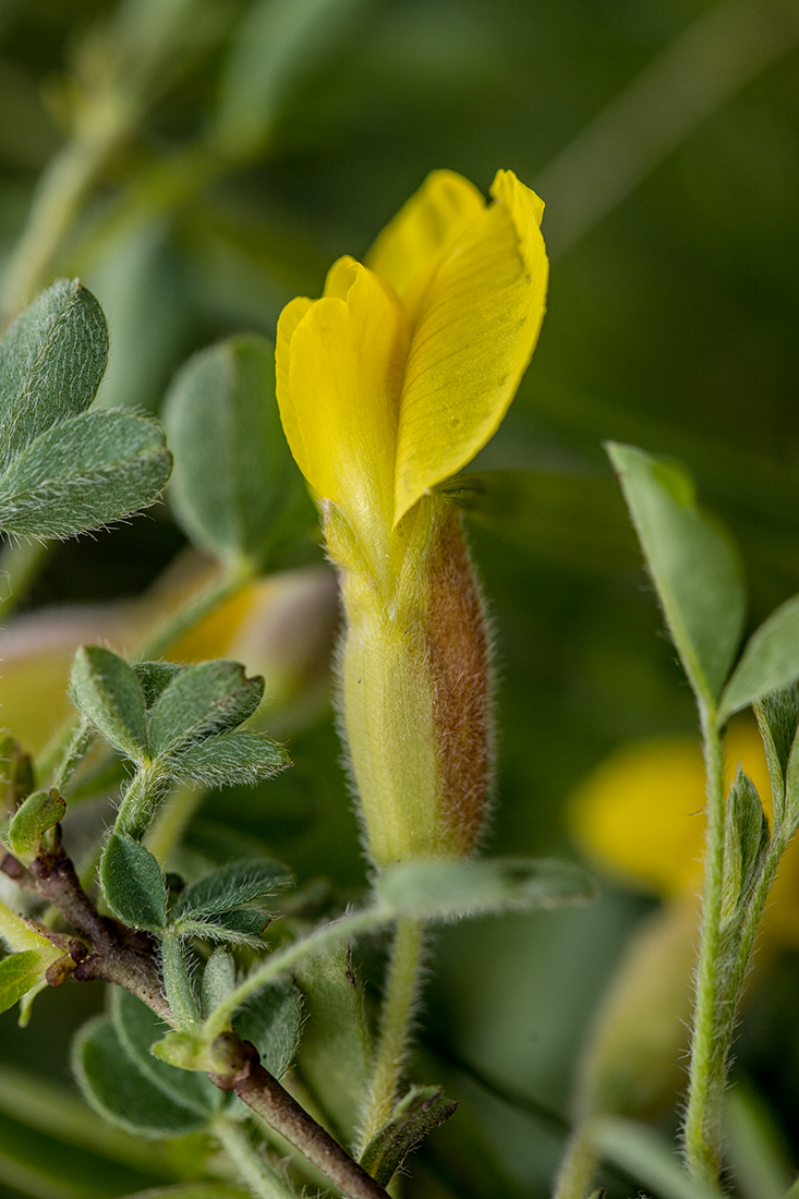 Image of genus Chamaecytisus specimen.