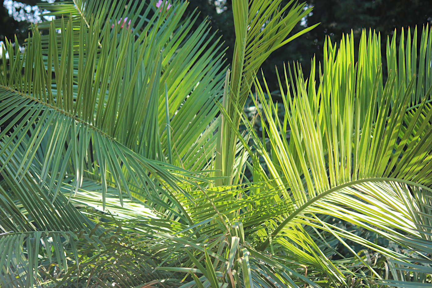 Изображение особи Jubaea chilensis.