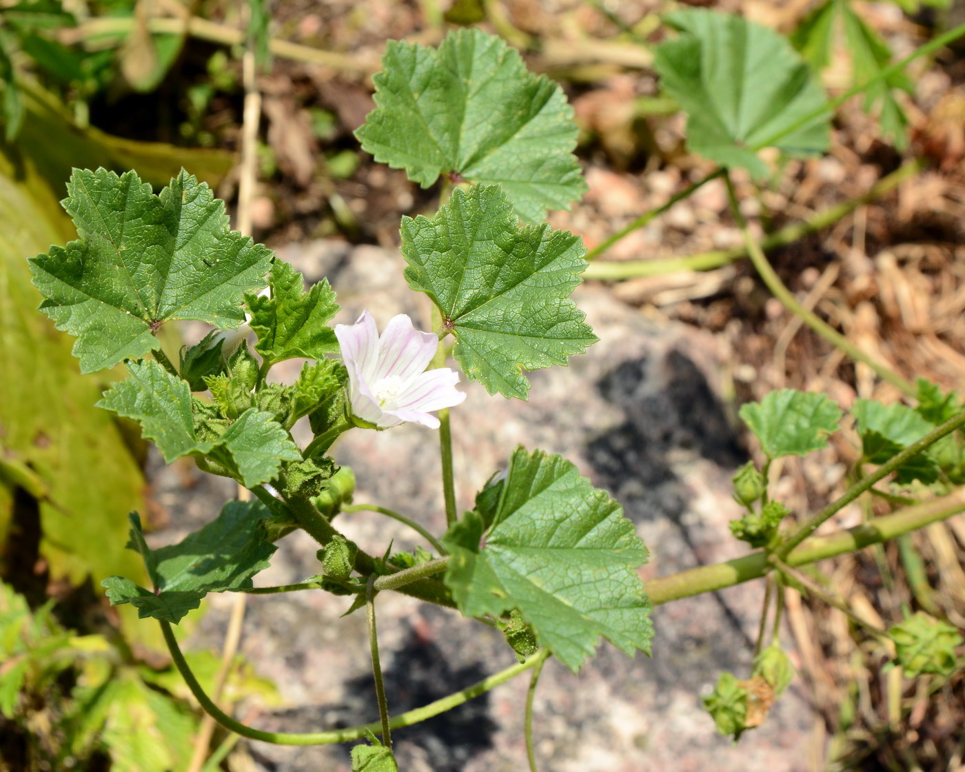 Изображение особи Malva neglecta.