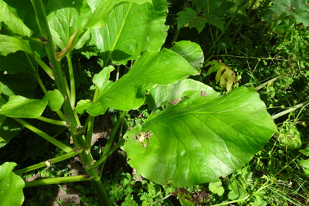 Image of Cardiocrinum cordatum specimen.