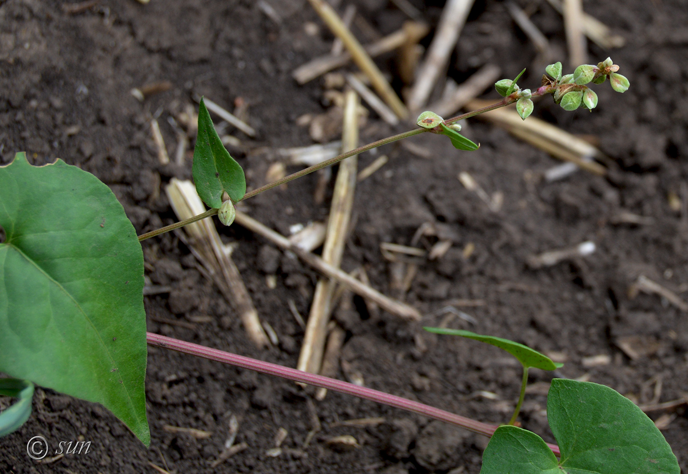 Image of Fallopia convolvulus specimen.