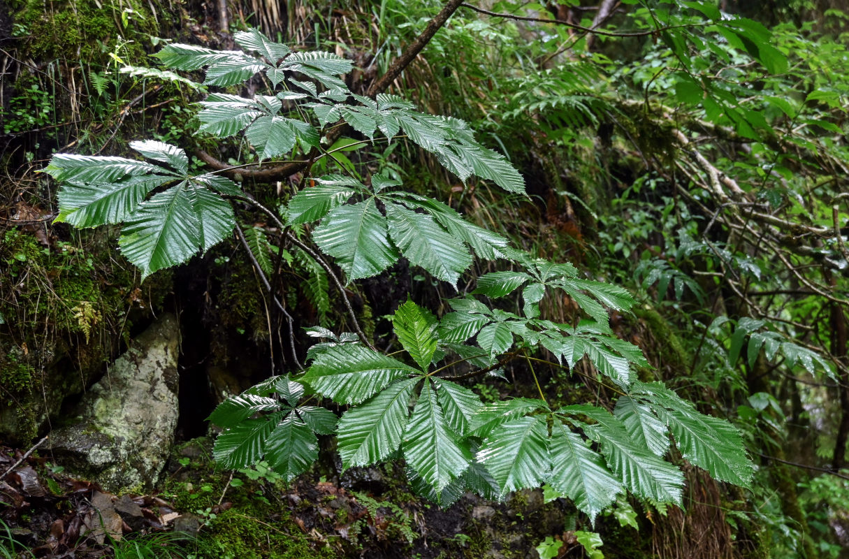 Image of Aesculus hippocastanum specimen.