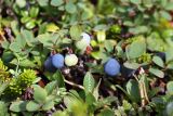 Vaccinium uliginosum подвид microphyllum. Побеги с плодами типичной формы. Мурманская обл., окр. пос. Дальние Зеленцы, Ярнышная губа, приморская тундра. 05.08.2010.