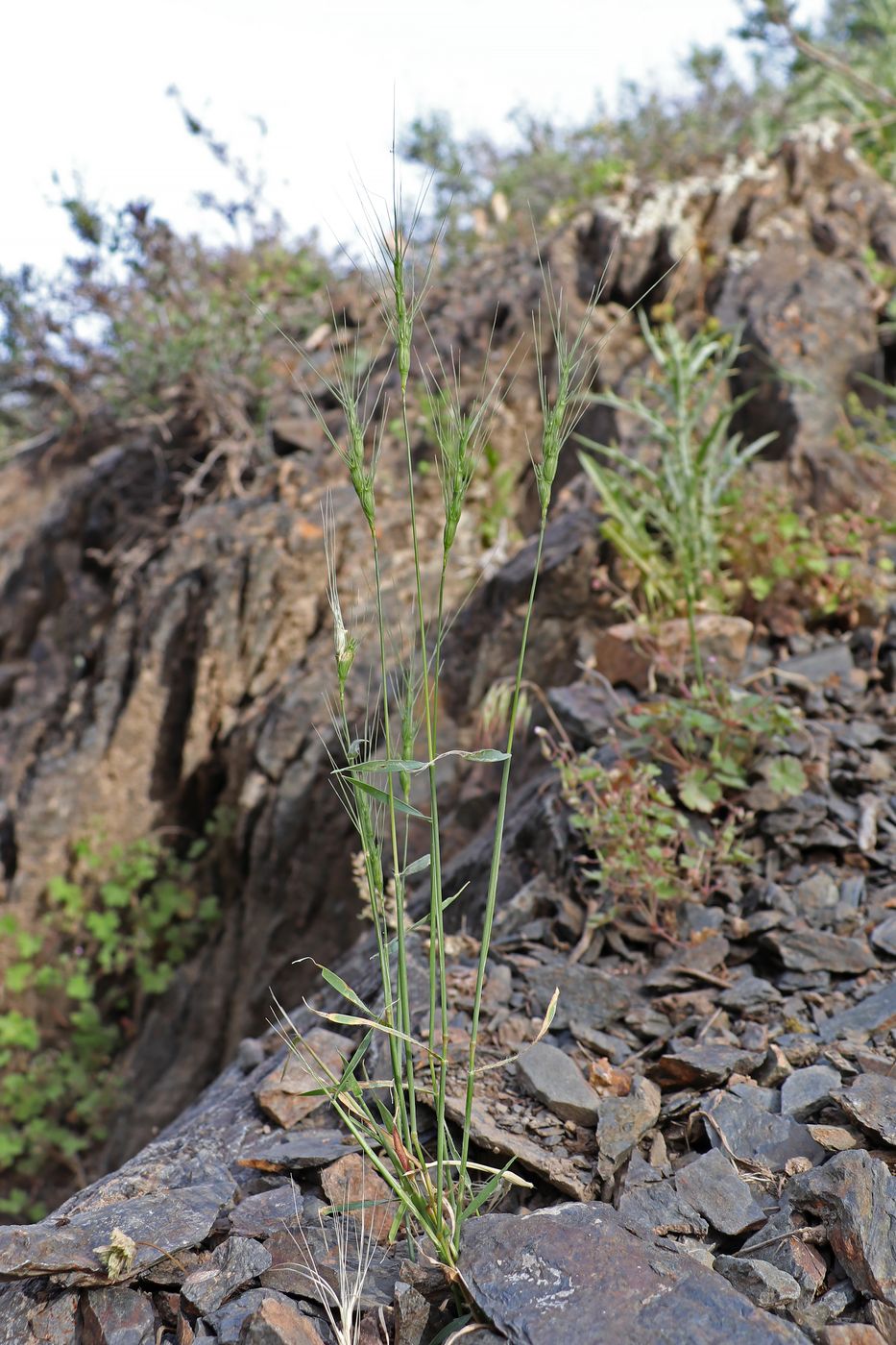 Изображение особи Aegilops triuncialis.