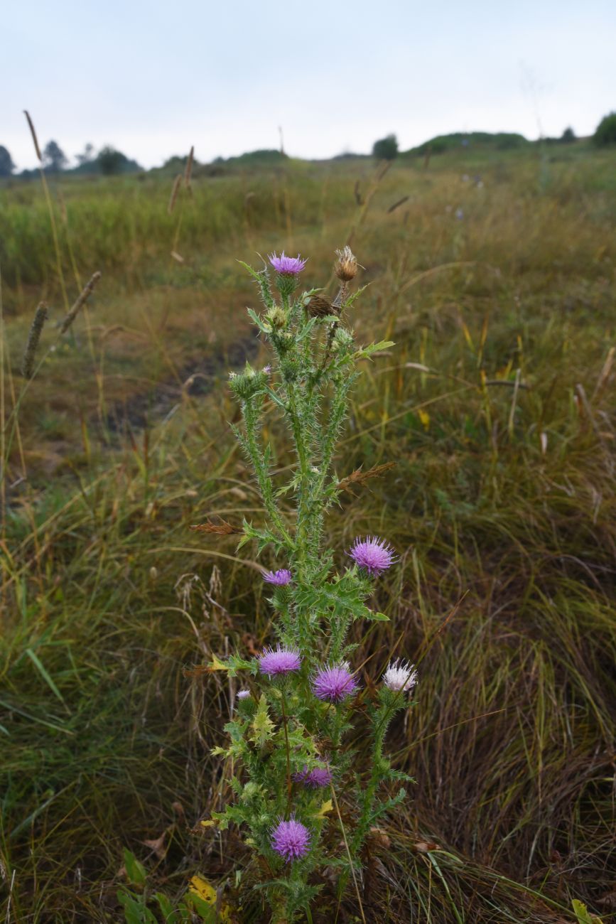 Image of Carduus acanthoides specimen.