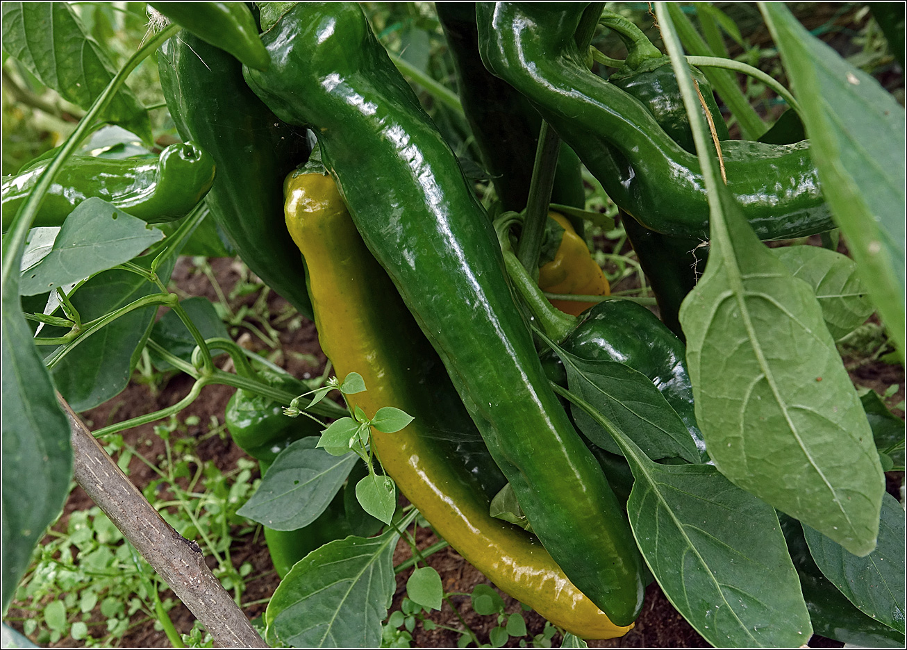 Изображение особи Capsicum annuum.