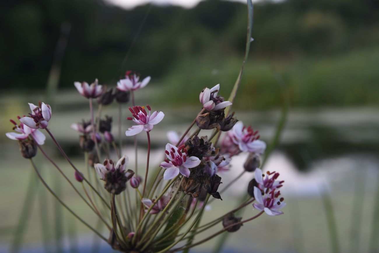 Изображение особи Butomus umbellatus.