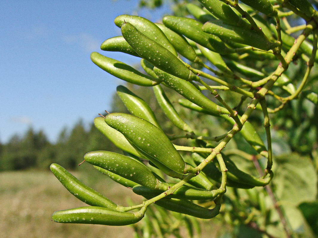 Image of Syringa amurensis specimen.