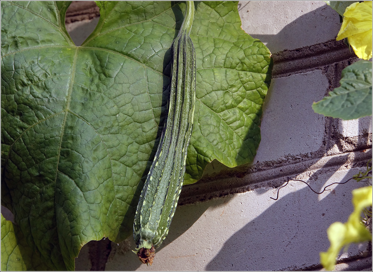 Image of Luffa acutangula specimen.