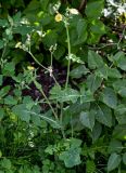 Sonchus oleraceus