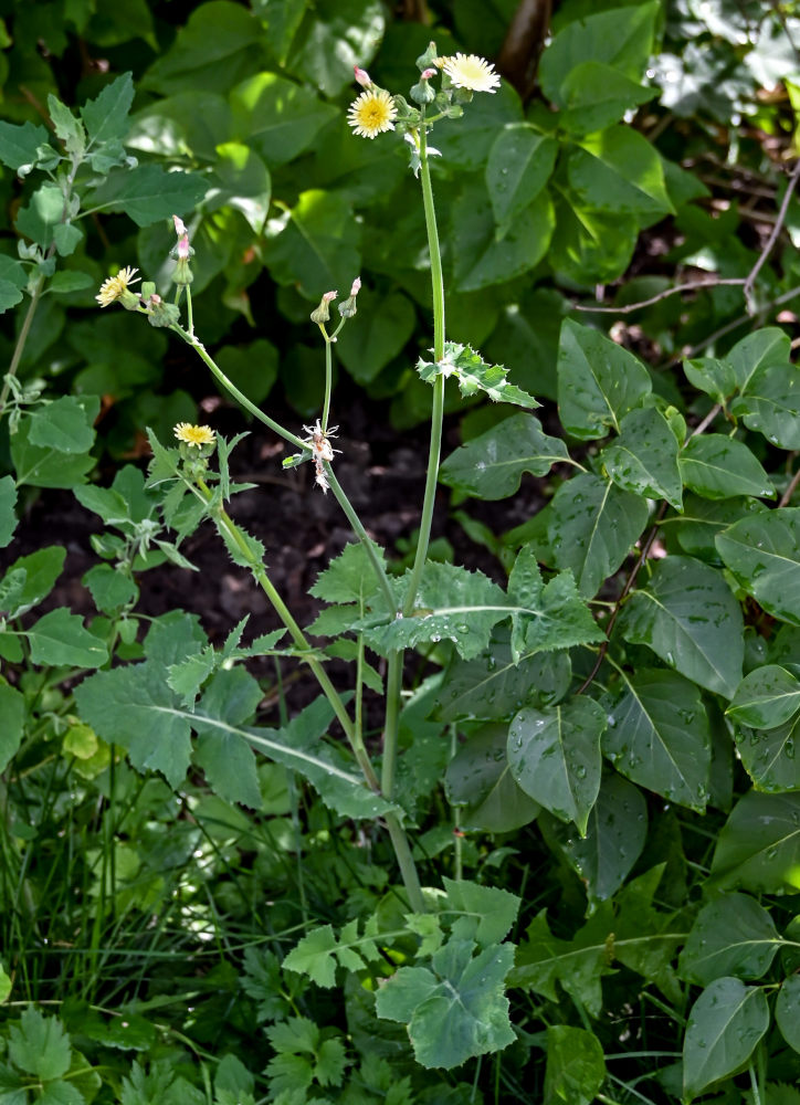 Изображение особи Sonchus oleraceus.