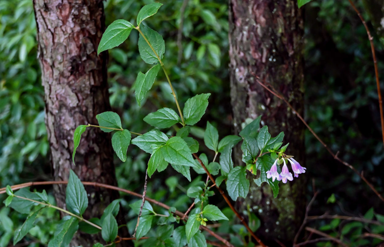 Изображение особи Abelia uniflora.