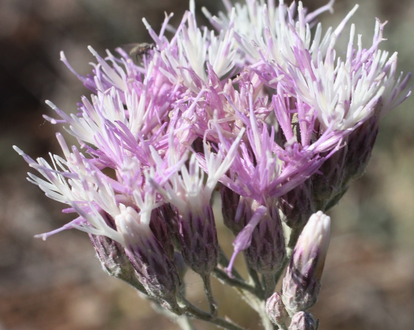 Image of Jurinea multiflora specimen.