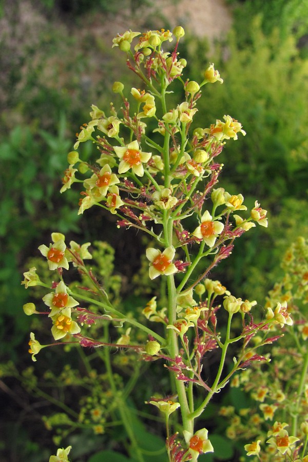 Изображение особи Cotinus coggygria.