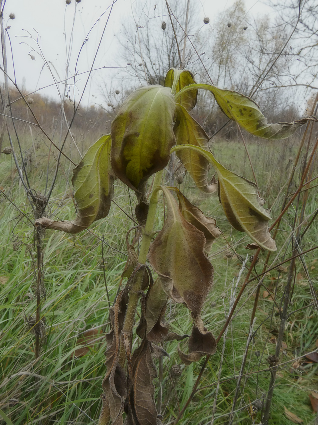 Image of Helianthus tuberosus specimen.