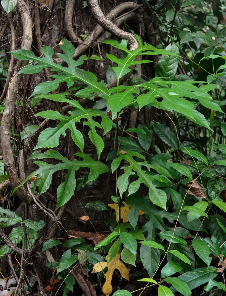 Image of Artocarpus elasticus specimen.