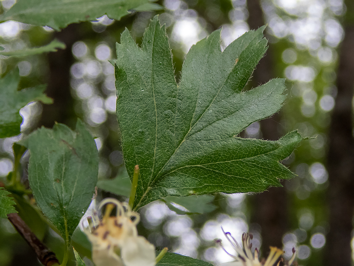 Изображение особи род Crataegus.