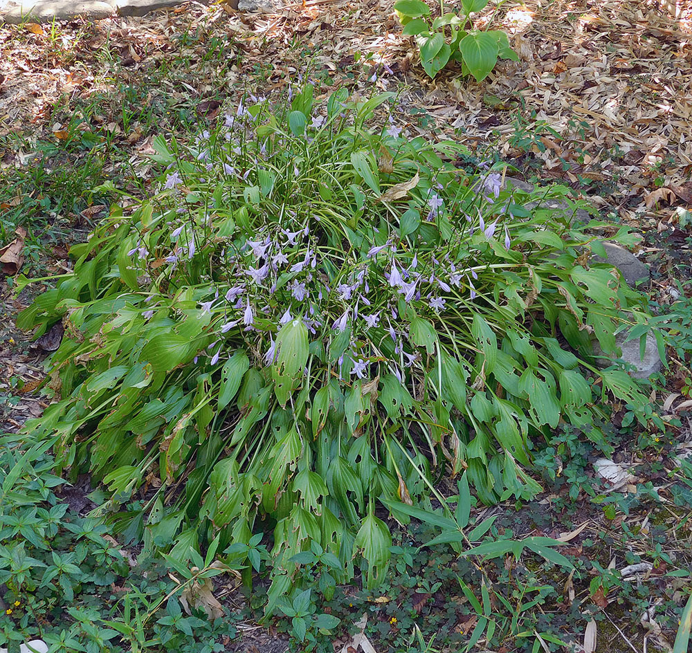 Image of Hosta albomarginata specimen.