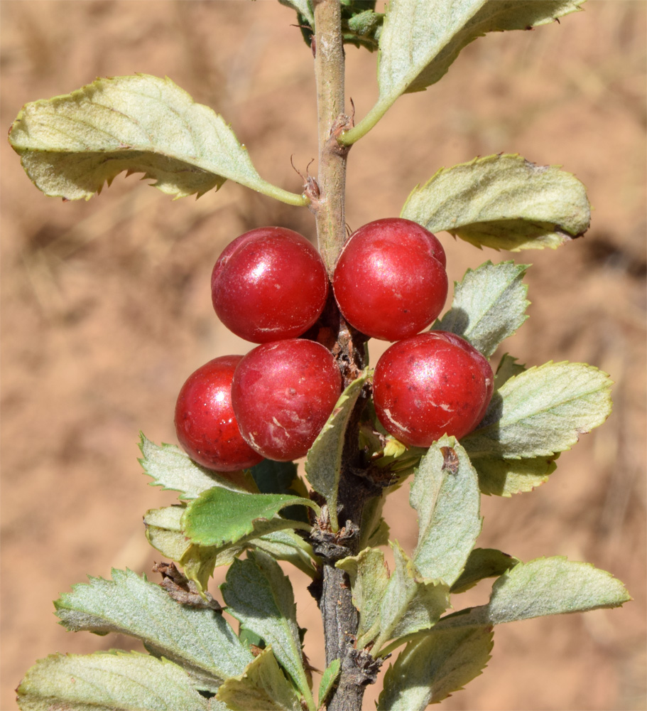 Image of Cerasus erythrocarpa specimen.