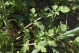 Papaver pinnatifidum