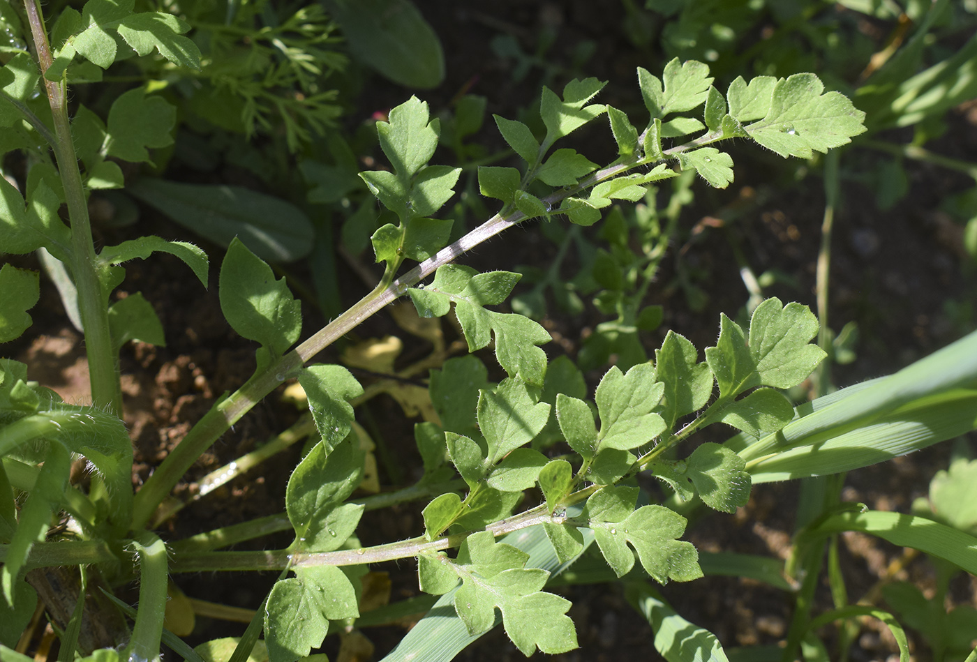 Image of Papaver cambricum specimen.