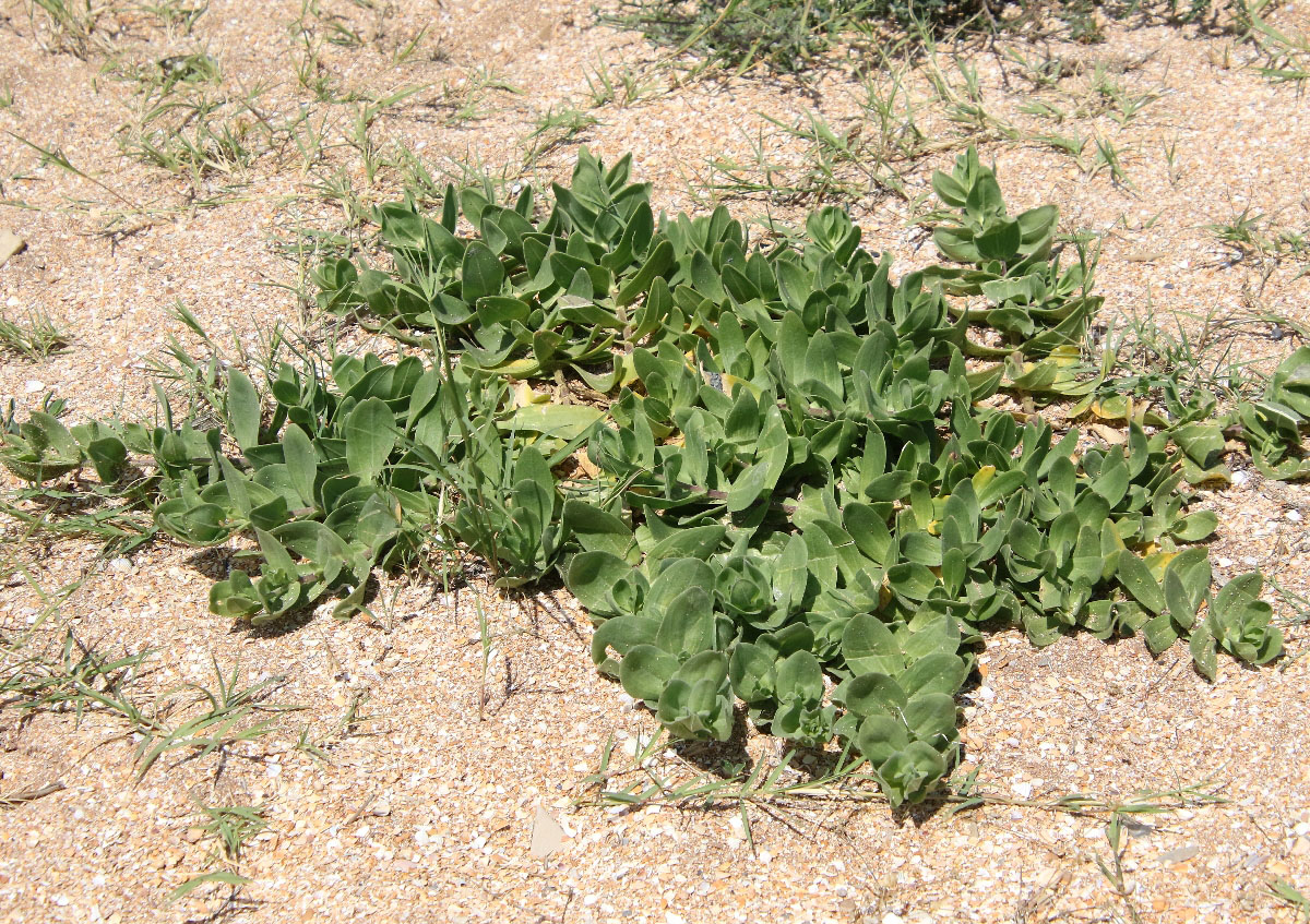 Image of Gypsophila perfoliata specimen.