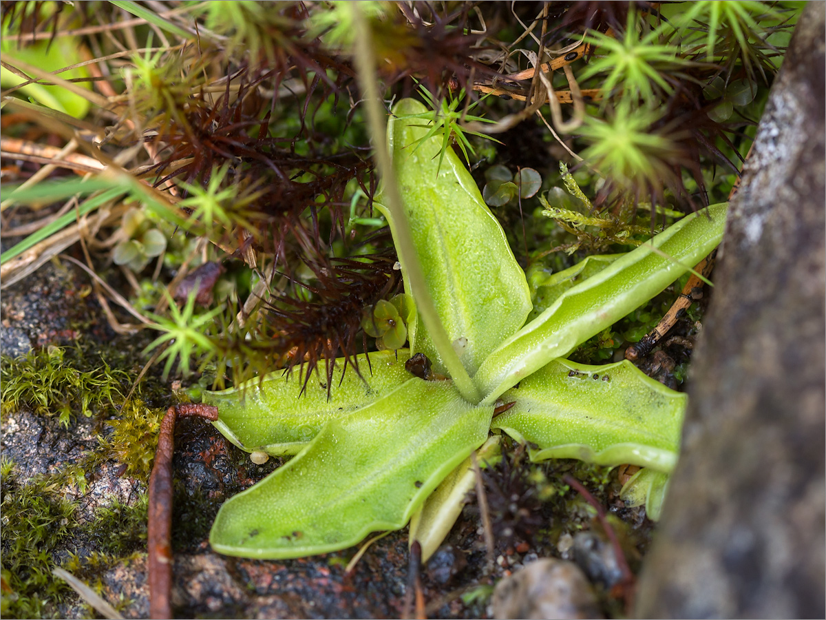 Изображение особи Pinguicula vulgaris.