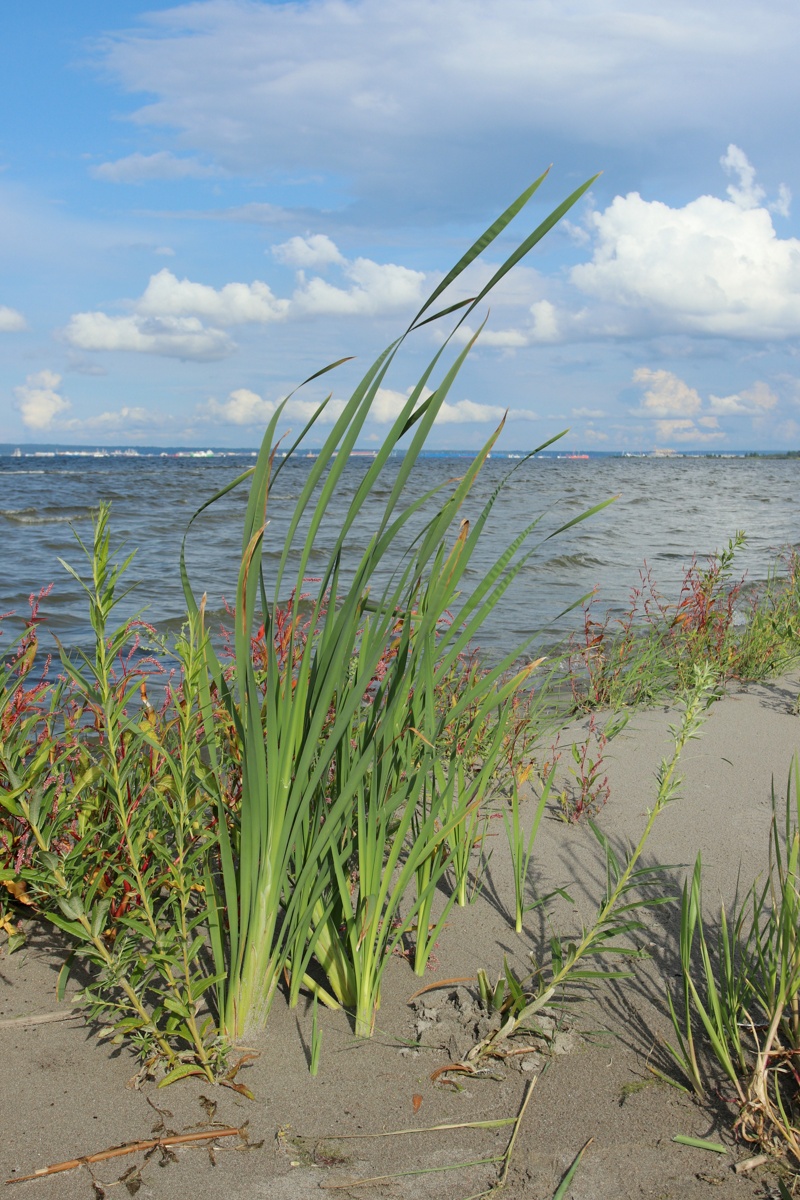 Image of Typha latifolia specimen.