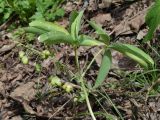 Gymnospermium alberti