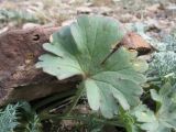 Смотреть изображение Delphinium longipedunculatum